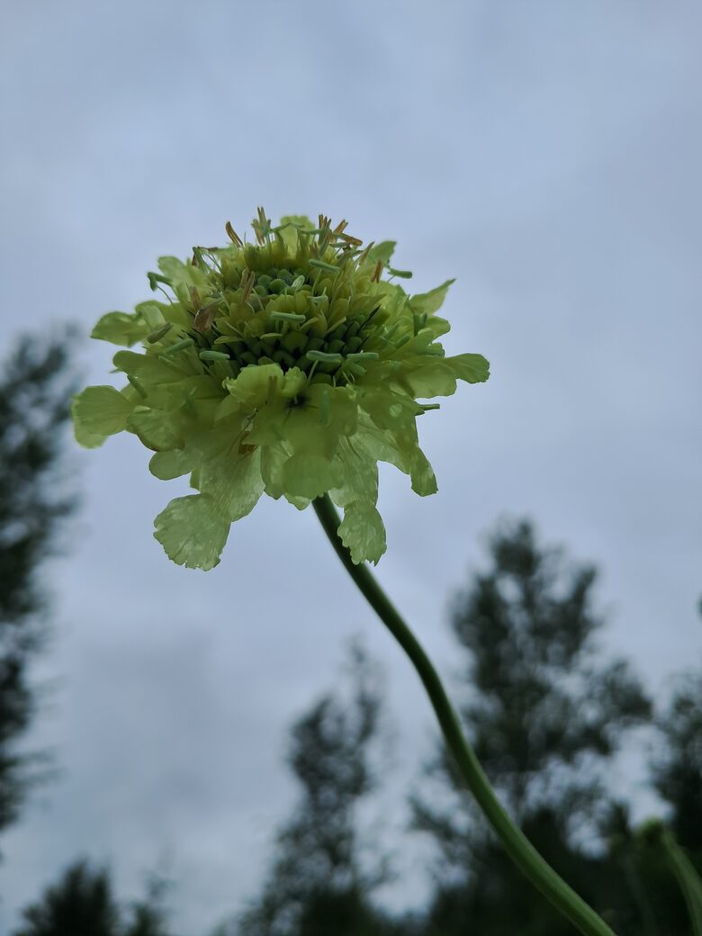 Gigantiskā cefalārija - Cephalaria gigantea