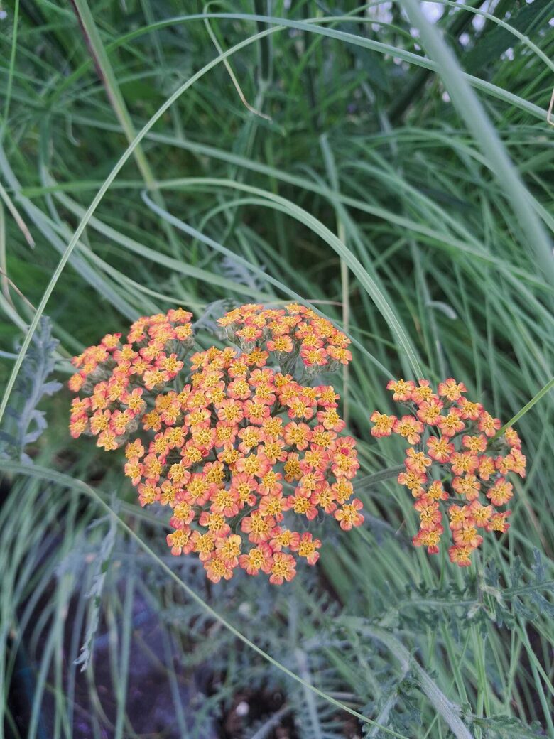  Vīgriežu pelašķis Feuerland Achillea filipendulina Feuerland