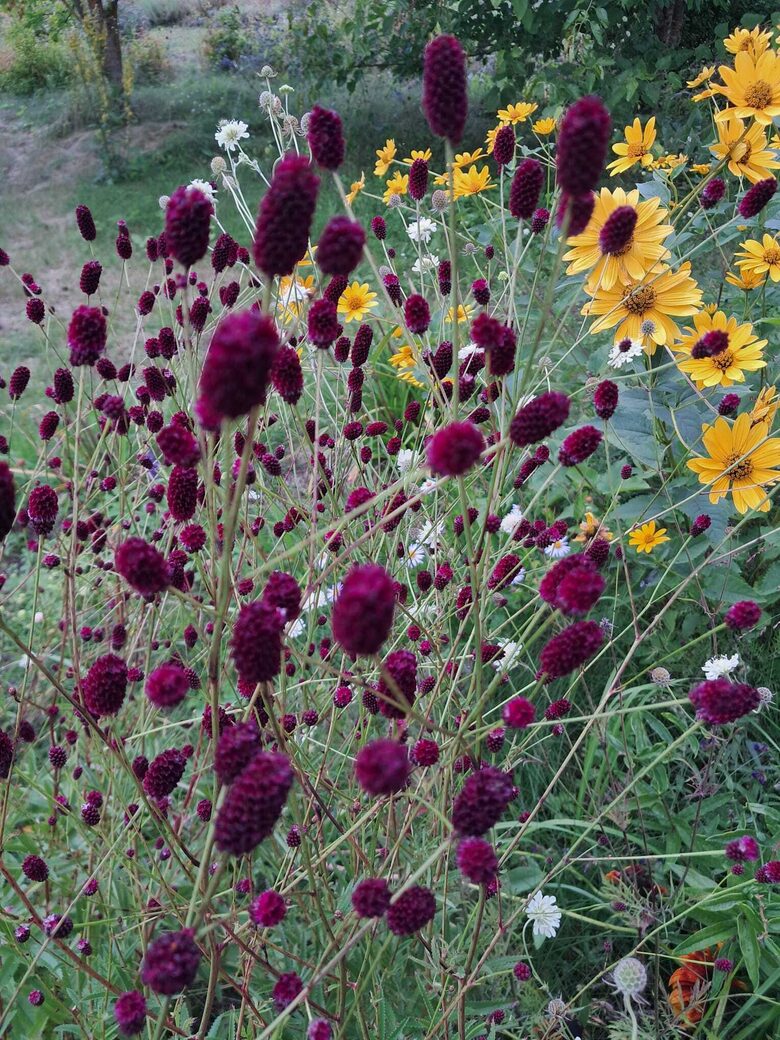 Brūnvālīte `Ms Ellie` Sanguisorba Ms Ellie