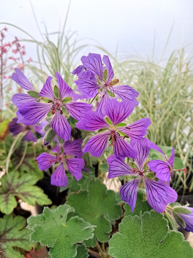 Renarda gandrene Philippe Vapelle Geranium renardii Philippe Vapelle