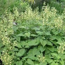 Dzeltenā salvija Salvia glutinosa