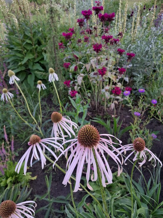 Bālā ehinācija Hula Dancer Echinacea pallida Hula Dancer