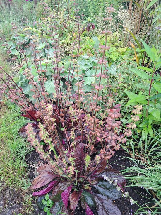 Salvija Purple Knockout Salvia lyrata Purple Knockout