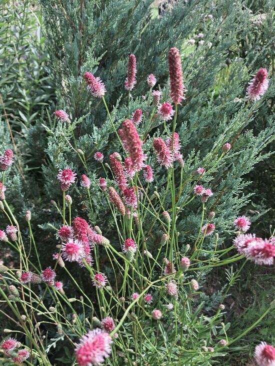 Brūnvālīte Pink Tanna Sanguisorba  officinalisPink Tanna