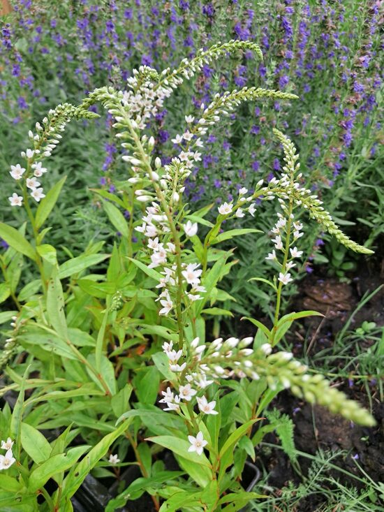 Sniegbaltā zeltene, kletru zeltene (Lysimachia clethroides)
