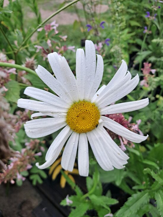 Pīpene `Mayfield Giants` Leucanthemum maximum `Mayfield Giants`