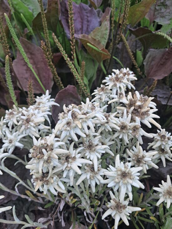 Alpu ēdelveiss Leontopodium alpinum