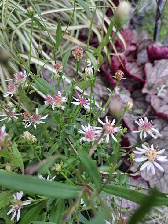 Ziemastere Aster tradescantii