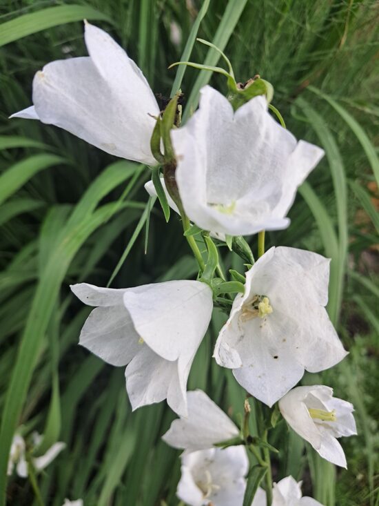 Persiklapu pulkstenīte Campanula persicifolia