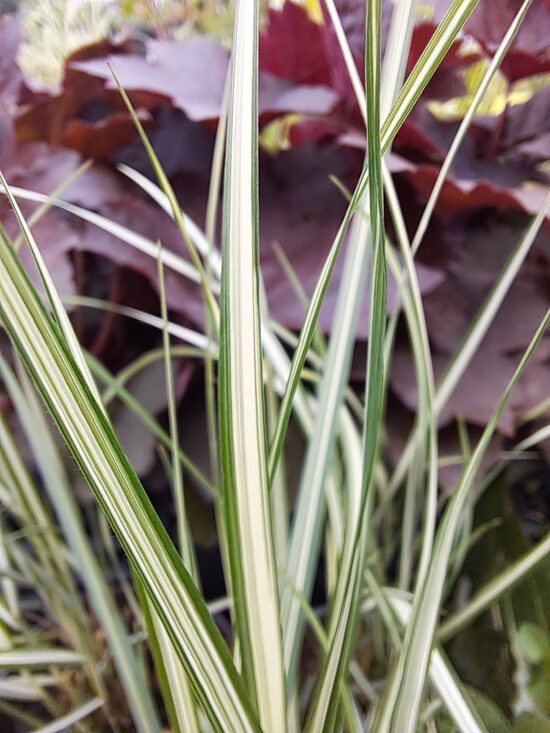 Asziedu ciesa Calamagrostis acutiflora 'Avalanche'