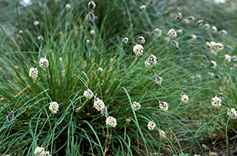 Zilā seslērija Sesleria caerulea syn. S.albicans