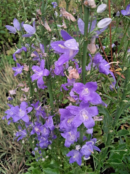 Piramidālā pulkstenīte Campanula pyramidalis
