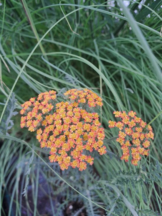  Vīgriežu pelašķis Feuerland Achillea filipendulina Feuerland