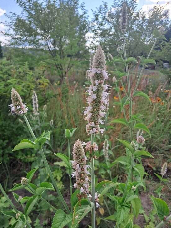 Agastahe - Agastache nepetoides