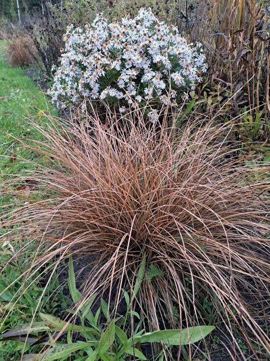 Spilvenveida ziemastere `Apollo` Aster dumosus `Apollo`