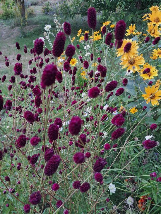 Brūnvālīte `Ms Ellie` Sanguisorba Ms Ellie