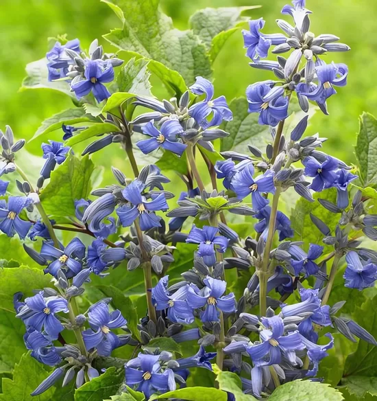 Klematis, mežvītenis China Purple