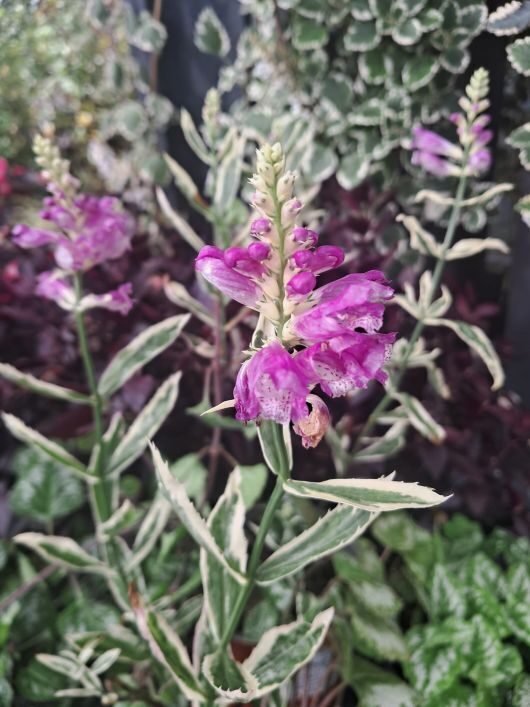 Virdžīnijas fizostēgija  `Variegata` (Physostegia virginiana Variegata)