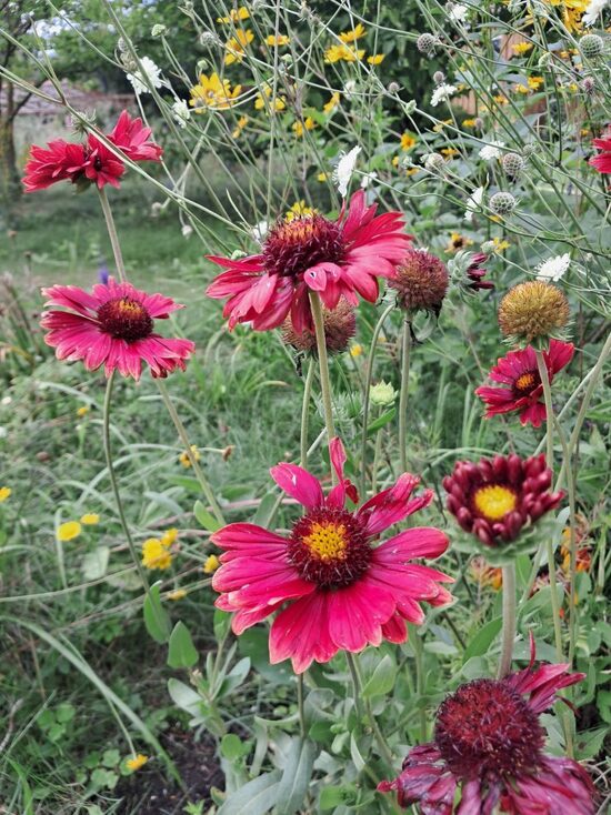 Gailardija `Burgunder` Gaillardia aristata `Burgunder`