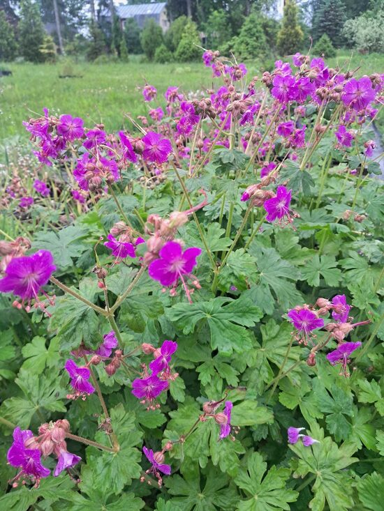 Lielsakņu gandrene Bevans Variety Geranium macrorrhizum Bevans Variety
