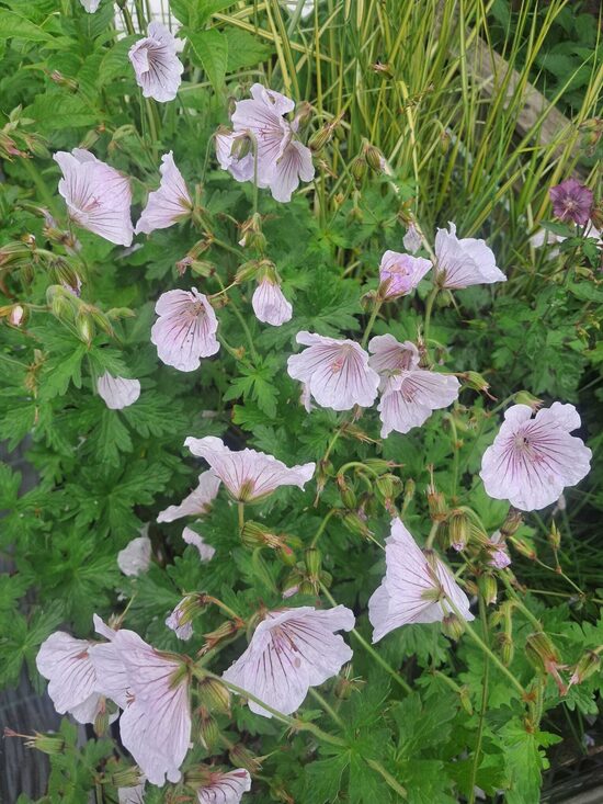 Gandrene (Geranium) Derrick Cook