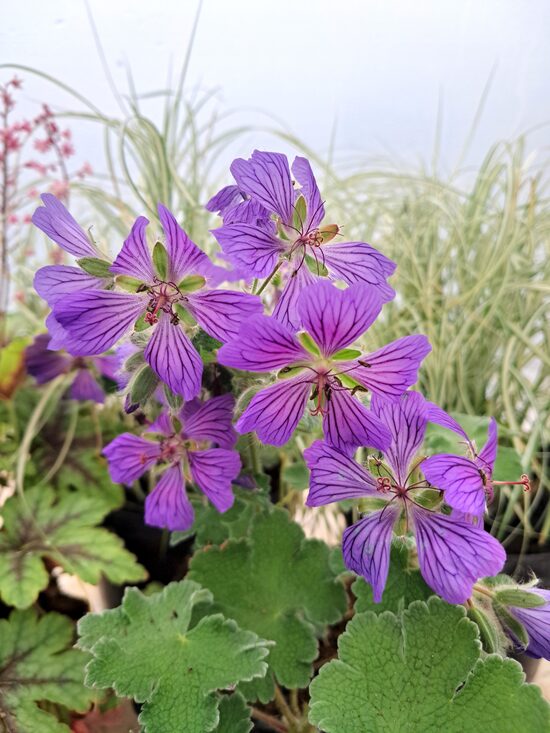 Renarda gandrene Philippe Vapelle Geranium renardii Philippe Vapelle