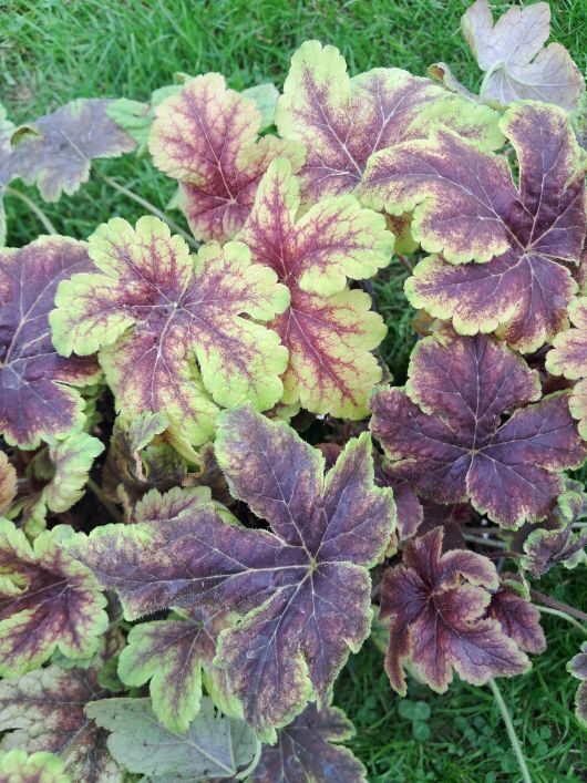 Heiherella Gold Zebra