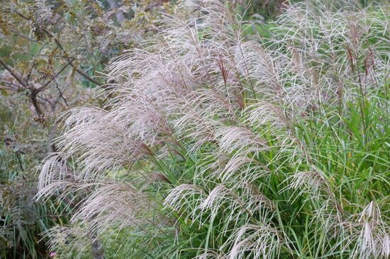 Ķīnas miskante Grosse Fontane Miscanthus sinensis Grosse Fonatne