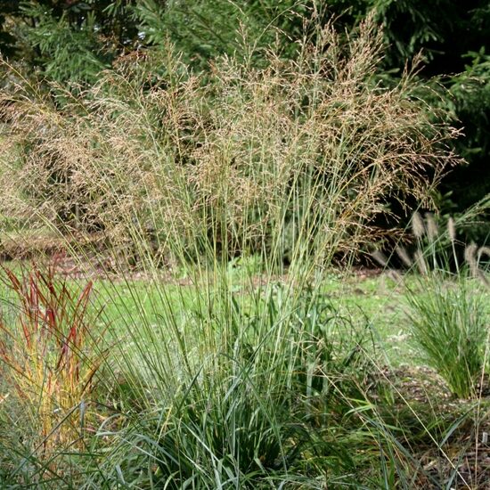 Niedru molīnija Transparent Molinia arundinacea Transparent