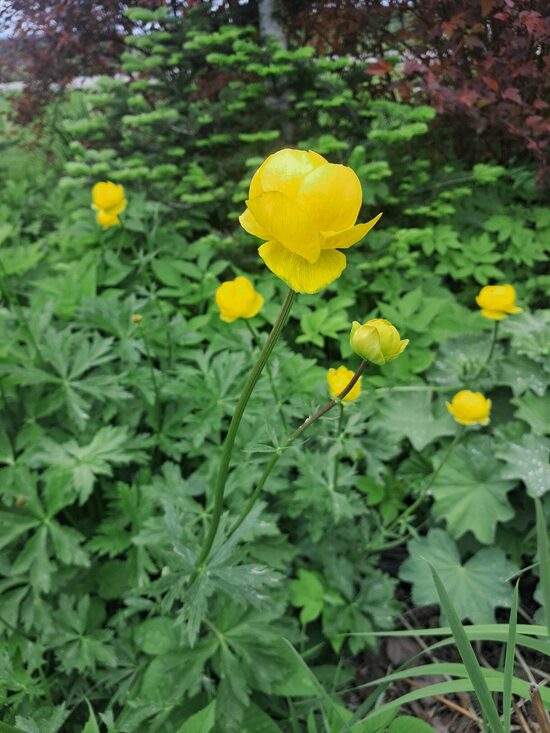 Āzijas saulpurene (Trollius asiaticus)