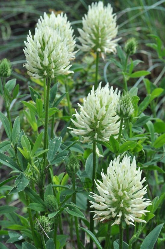 Āboliņš Trifolium ochroleucum