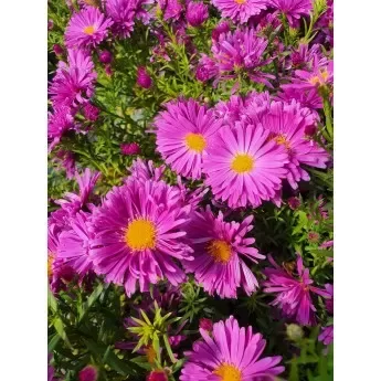 Ziemastere Island Tonga Aster dumosus Island Tonga