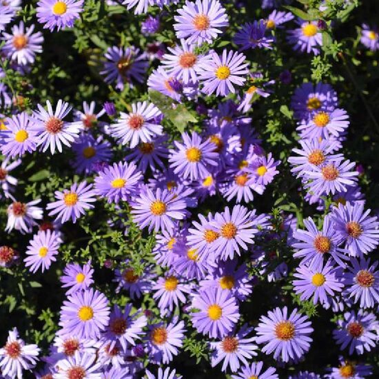 Ziemastere `Professor Anton Kippenberg` Aster novi-belgii `Professor Anton Kippenberg`