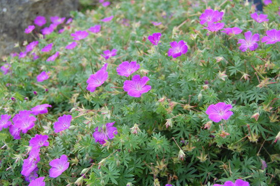 Asinssārtā gandrene Geranium sanguineum