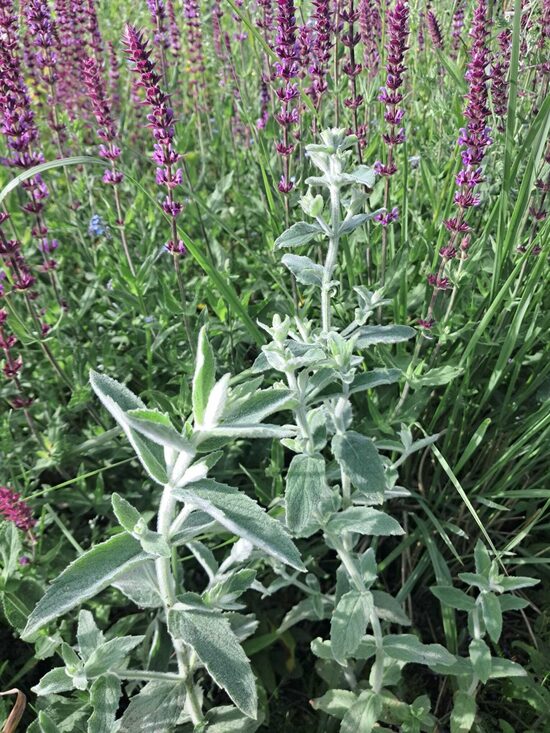 Piparmētra Silver Form - Mentha longifolia ‘Silver Form’