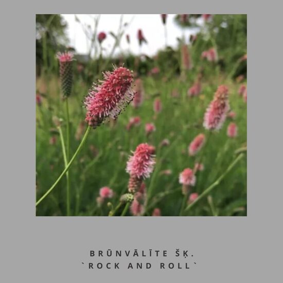 Brūnvālīte Rock`n Roll Sanguisorba Rock`n Roll