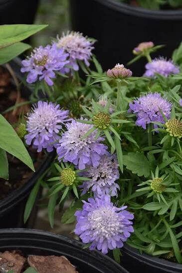 Japānas skabioza Ritz Blue (Scabiosa japonica var. alpina 'Ritz Blue')