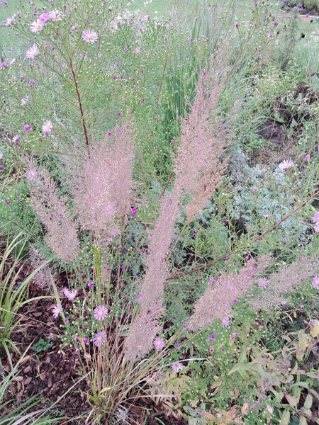 Īsmatiņu ciesa, dimanta zāle Calamagrostis brachytricha