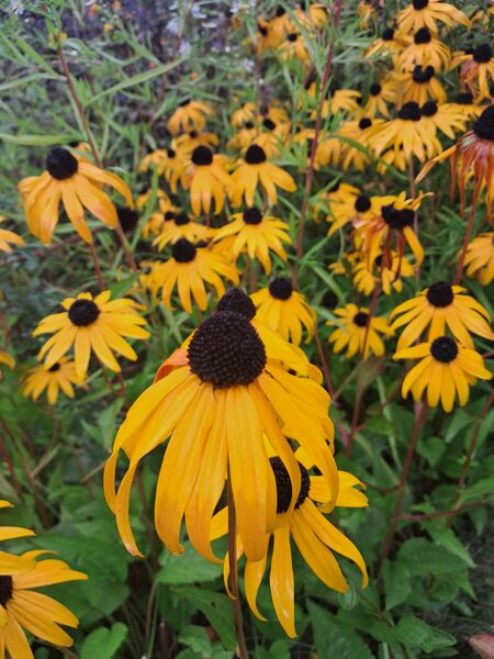 Sulivana rudbekija Goldsturm (Rudbeckia fulgida var. sullivantii 'Goldsturm' )