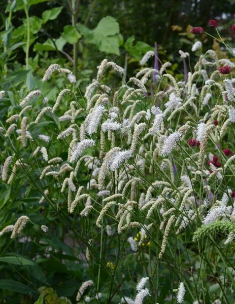 Brūnvālīte Delicatesse Sanguisorba Delicatesse