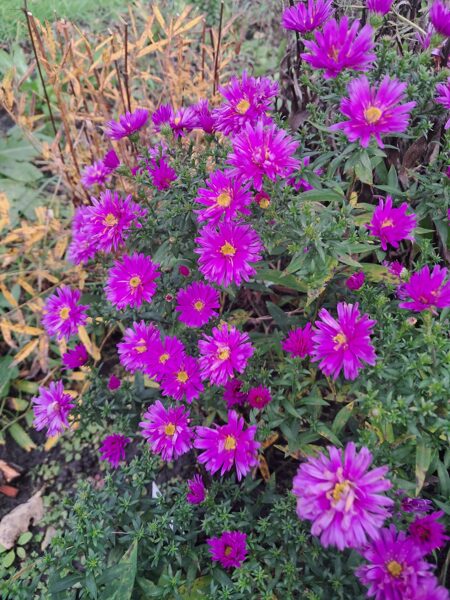 Jaunbeļģijas ziemastere Rosenwichtel
