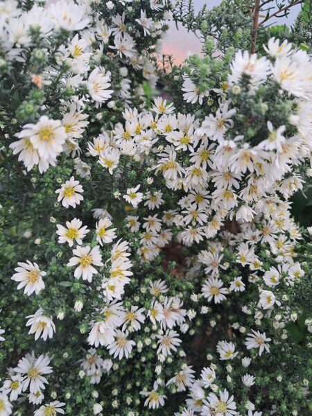 ērikveida ziemastere `First Snow` Aster (Symphyotrichum) First Snow