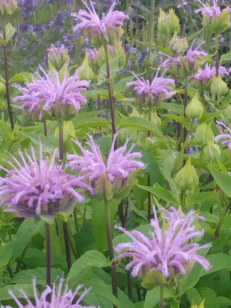 Savvaļas monarda (Monarda fistulosa)
