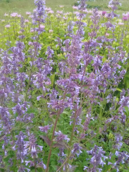 Grieķijas kaķmētra (Nepeta parnassica)