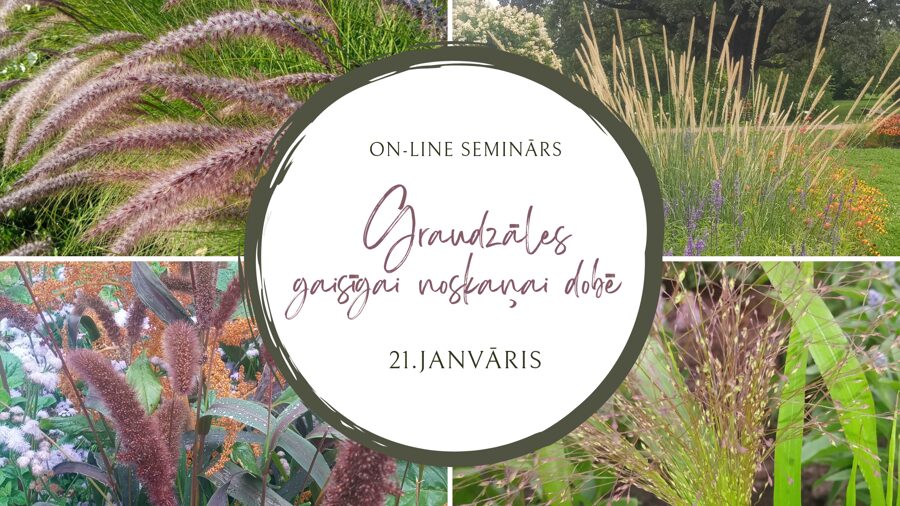 21.janvāra ZOOM lekcija "Graudzāles gaisīgai noskaņai dobē"