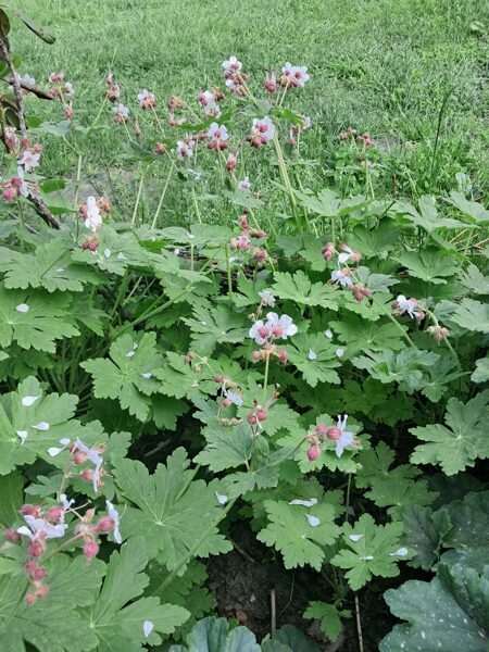 Lielsakņu gandrene Spessart (Geranium macrorrhyzum Spessart)	