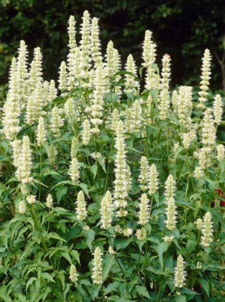 rievainā agastahe Alabaster (Agastache rugosa Alabaster)