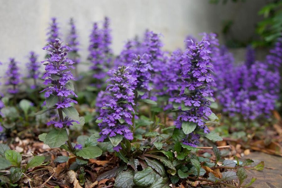 Ložņu cekuliņš Atropurpurea (Ajuga reptans Atropurpurea)