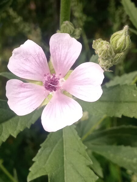 Kaņepjlapu alteja (Althea cannabina)