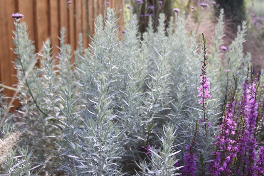 Ludviga vērmele `Silver Queen` (Artemisia ludoviciana `Silver Queen`)